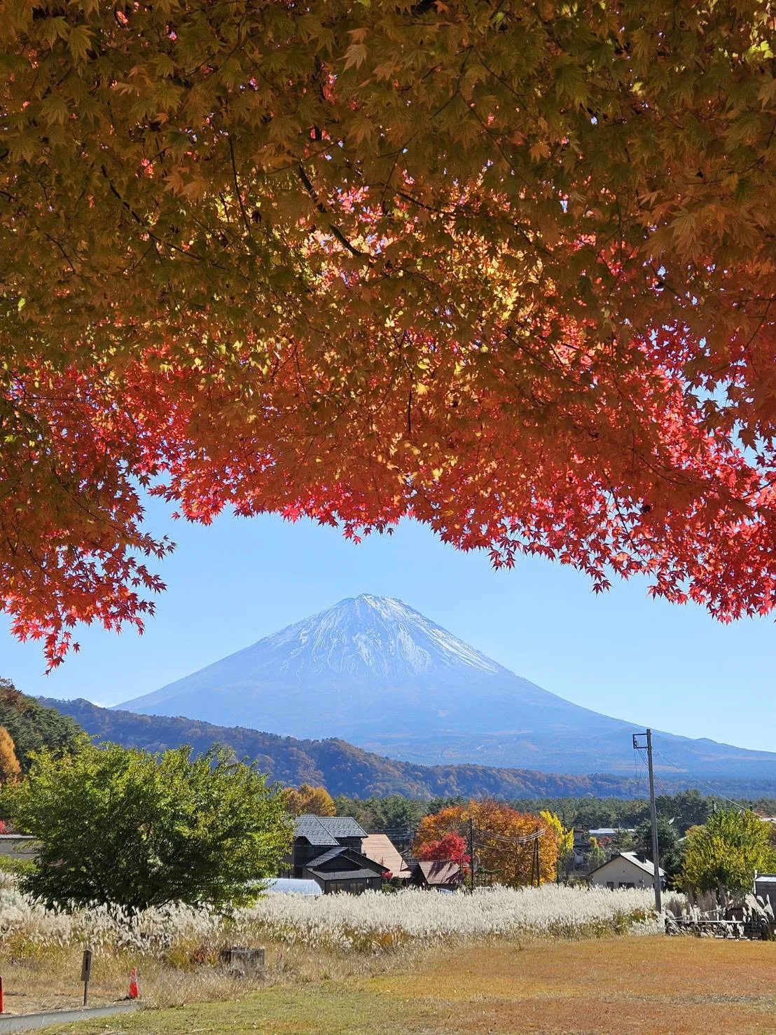Autumn maple and Mt. Fuji