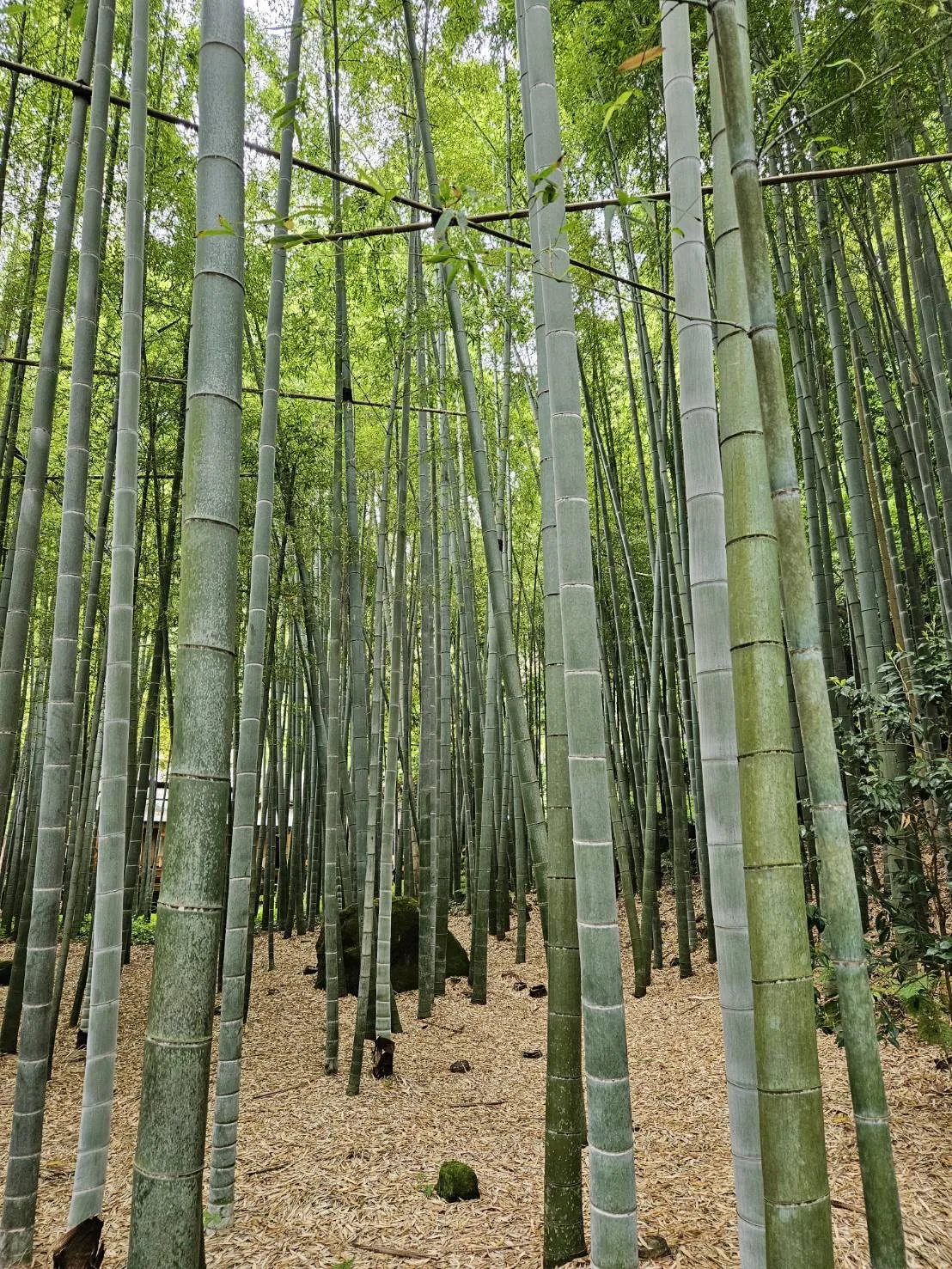 Bamboo forest