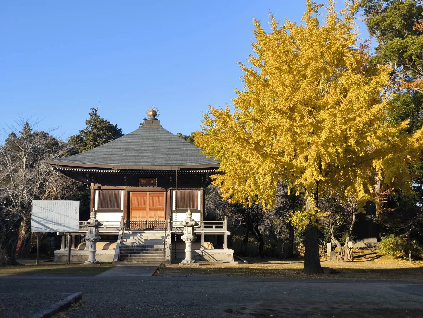 Golden ginkgo