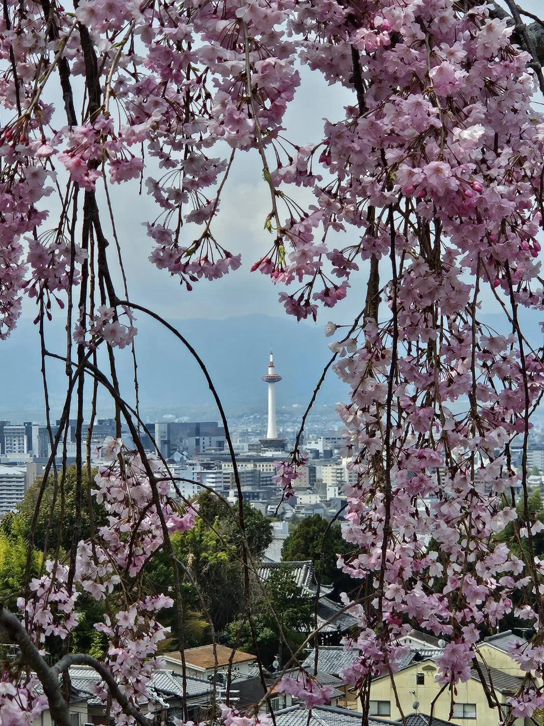 Kyoto in spring
