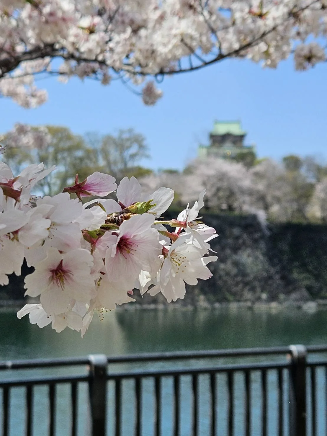Osaka castle and cherry blossoms