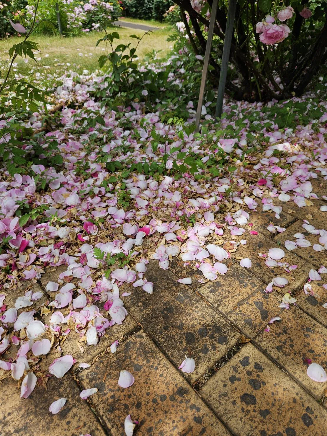 A path of petals