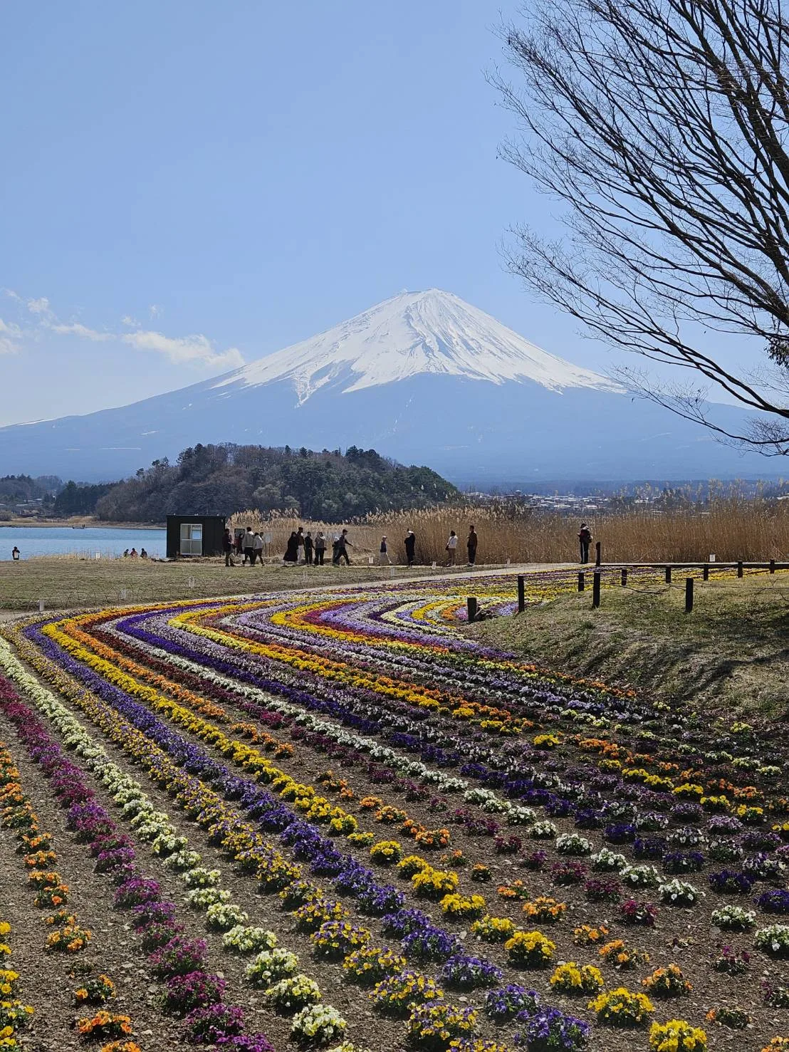Mt. Fuji over spring flower fields